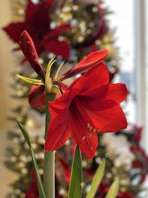 Amaryllis (Bulbe)