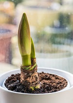 Amaryllis (Bulbe)