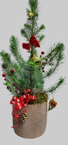 Pin Italien ( décoré par le fleuriste )