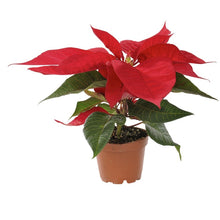 Poinsettia