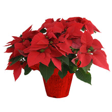 Poinsettia