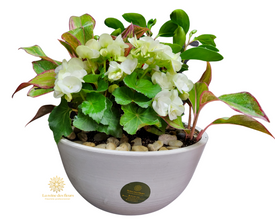 Reine des fleurs 22P10