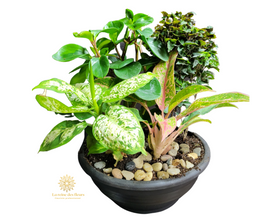 Reine des fleurs 22P11