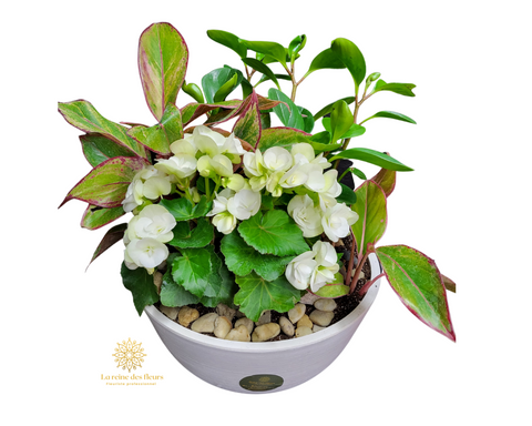 Reine des fleurs 22P10