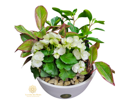 Reine des fleurs 22P10