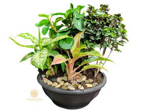 Reine des fleurs 22P11