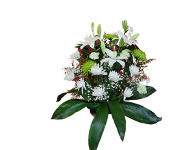 Rene des fleurs 22C12