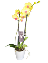 Orchidée Phalaénopsis